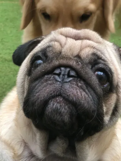 That wrinkled face of a Pug is just irresistible. We take special care of brachycephalic (flat-faced) breeds.