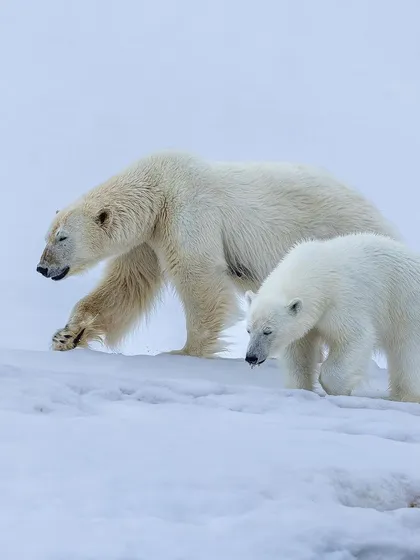 A polar bear mother leads her cub across the vast, snowy landscape of the Arctic. Witnessing this bond in such a fragile and extreme environment is a profound reminder of what's at stake and why conservation photography is so important.