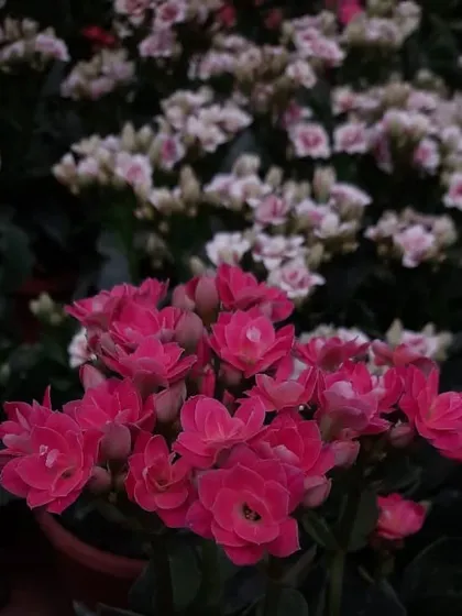 Clusters of pink Kalanchoe flowers. These are easy-to-care-for succulents that produce long-lasting, vibrant blooms, making them a popular choice for indoor decor and gifts.