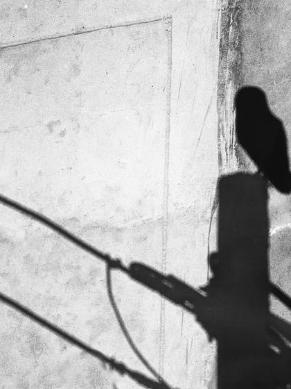 The shadow of a Barn Owl cast on a wall, a creative shot that plays with light and silhouettes to tell a story of these city owls.