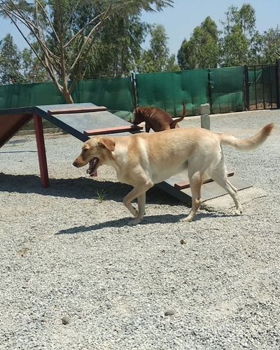 Dog Boarding