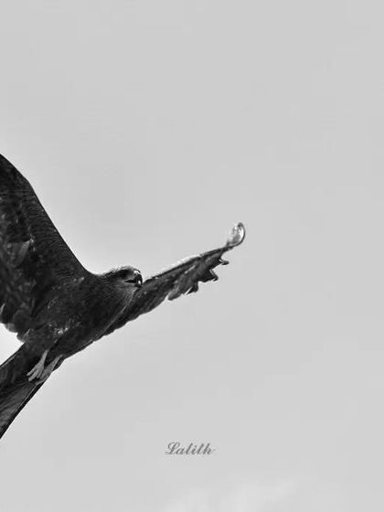 Lalith - Wildlife & Nature Photography Wings in Motion photo 35