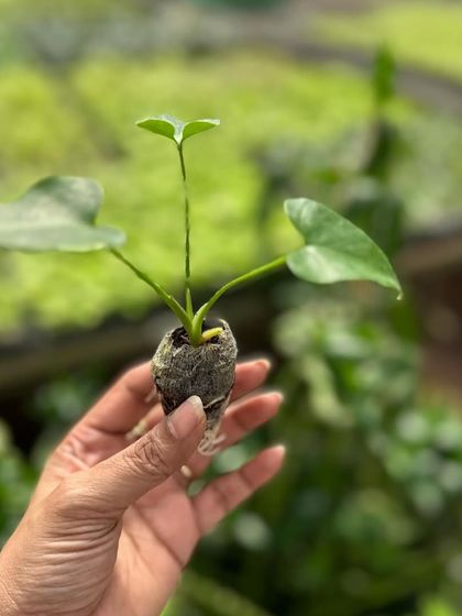 A tiny plantlet, a product of our tissue culture lab. This is how we propagate many of our rare and foliage plants, ensuring each one is healthy from the start.