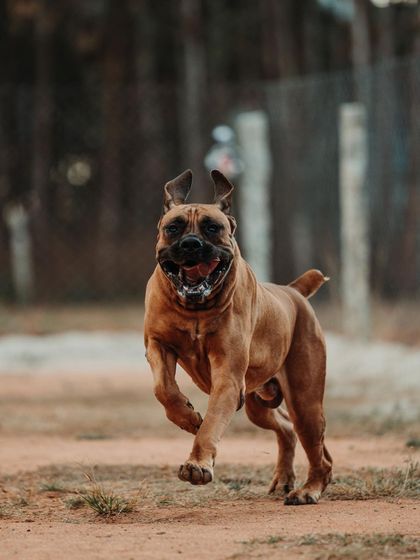 Boo the Boerboel is all smiles when he's galloping through the fields. It's a joy to see big dogs like him run with such happiness.
