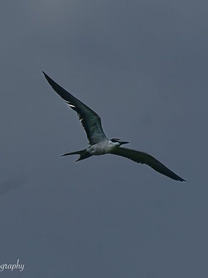 Avian Wonders: A World of Wings photo 70