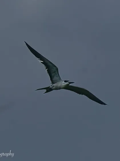 Another shot of the Bridled Tern, capturing the elegant curve of its wings against the grey sky.
