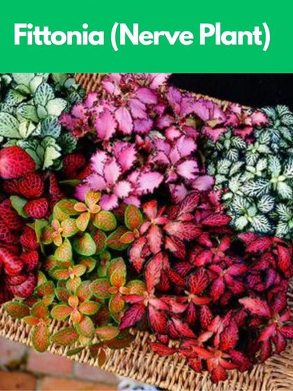 Healing Garden - Terrarium & Miniature Garden Workshops Everything You Need is Included photo 5