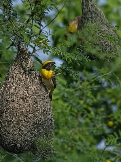 A Baya Weaver bird tends to its intricately woven nest in Keoladeo National Park, Bharatpur. Our tours to this world-famous wetland showcase incredible bird behavior and nesting colonies.
