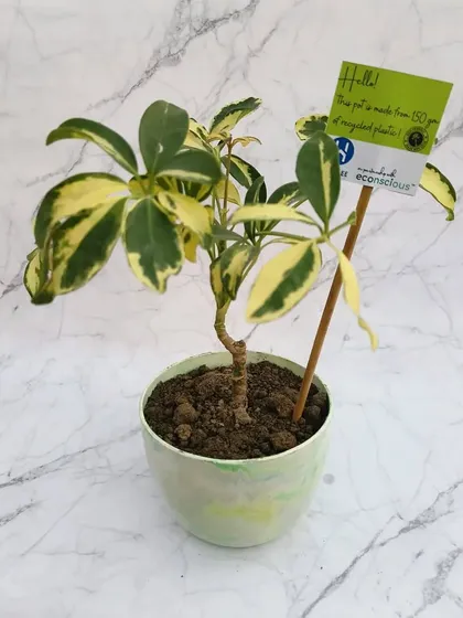 A variegated plant thriving in our light green marble-finish planter. We love how the natural beauty of the plant complements the unique, upcycled material of the pot.