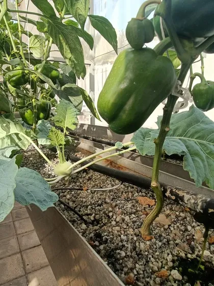These images show my experiments with companion planting, like growing fast-harvesting Pokchoi alongside slower-growing capsicum to maximize space.