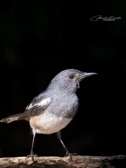 A female Oriental Magpie-Robin against a dark background. Her softer grey and white tones provide a gentle contrast to the dramatic lighting.