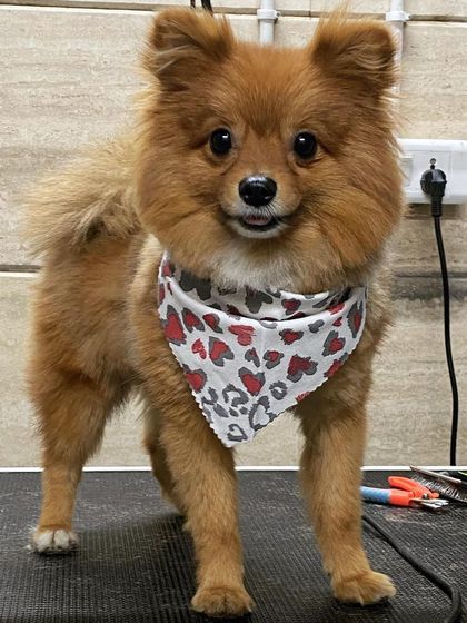 Simba the Toy Pomeranian is rocking a teddy bear cut, which keeps him looking like a puppy forever.