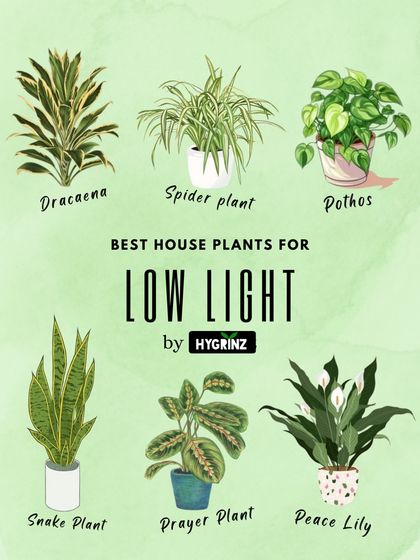 Hygrinz - Plant Sales & Gardening Supplies Gardening Tips & Plant Facts photo 16