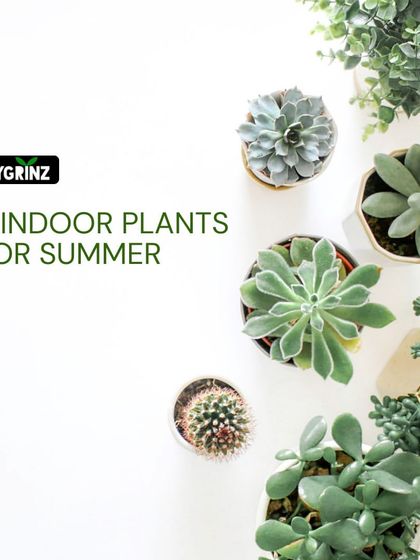 Hygrinz - Plant Sales & Gardening Supplies Gardening Tips & Plant Facts photo 25