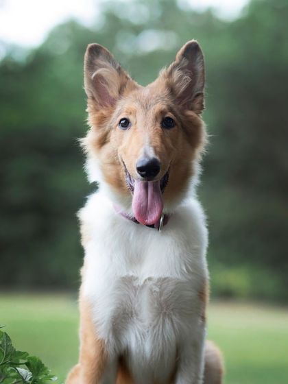 WoofWoof Stories - Pet & Family Photography Outdoor Adventures photo 15