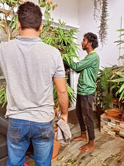 Teamwork makes the dream work. Here, we are carefully pruning and cleaning large indoor bamboo plants to improve their health and appearance within a home in Arekere.