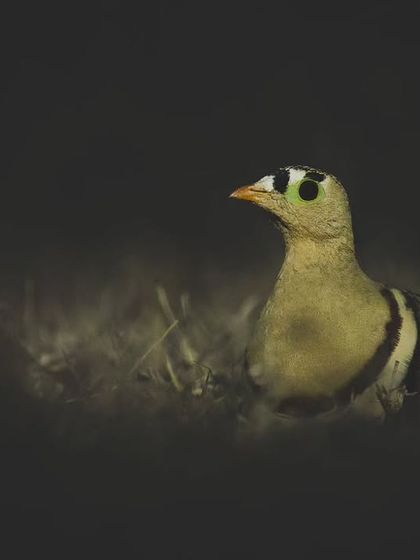 A male Painted Sandgrouse, distinguished by the black and white bands on its chest, an example of sexual dimorphism.