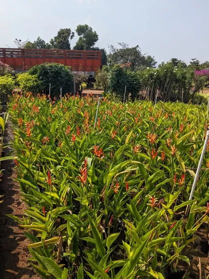 A field of Heliconia plants at a nursery. I often source these for their stunning, tropical flowers, which add an exotic and vibrant touch to gardens and large planters.