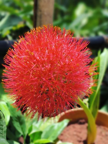 Flowering Beauties photo 10