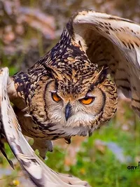 Wildlife Photography
