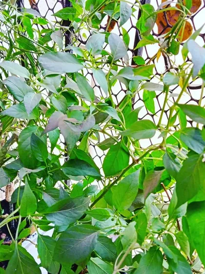 A lush and leafy chilli plant, demonstrating the overall health and vigor of the gardens we maintain.