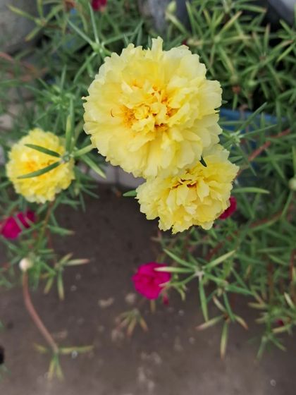 Bhardwaj - Urban Gardening Consultation A Riot of Colorful Flowers photo 221