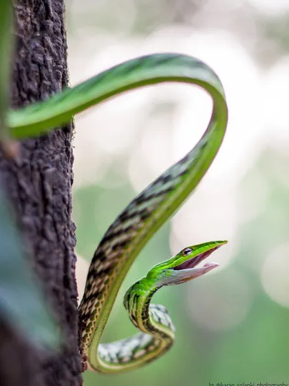 A Green Vine Snake in a defensive posture. This shot is from a feature on my work, highlighting my passion for rescuing and photographing these incredible animals.