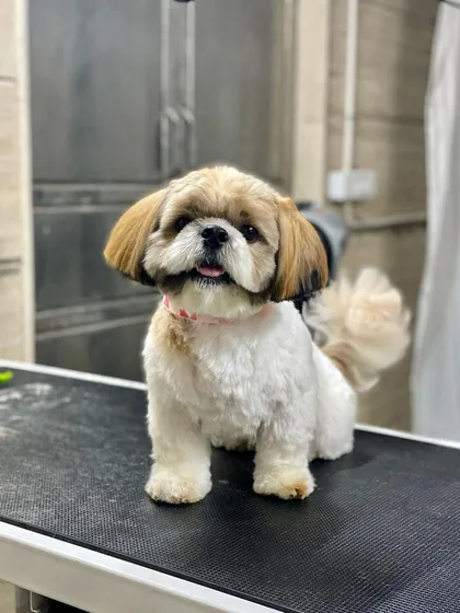 A happy tail and a sweet expression make for the perfect post-grooming photo.