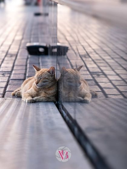 This cat, peacefully napping with its reflection in the glass, is the perfect picture of a lazy Friday. A quiet, candid moment captured on the street.