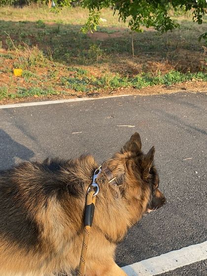 Star Pups - Pet Boarding & Daycare Additional Work & Moments photo 58