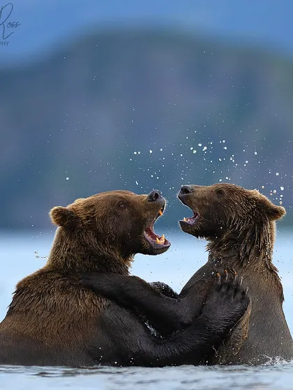 A mother brown bear and her sub adult cub play fighting in the waters of Kuril Lake, Kamchatka. My tours to this remote region focus on capturing these unique behaviors as the bears feast on salmon.