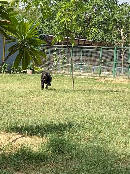 A black Labrador dashes across the field, showcasing the sheer joy and energy that our open spaces unlock. There's nothing better than seeing a dog run with complete freedom.