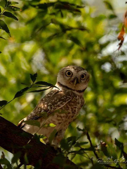 A Spotted Owlet with wide, curious eyes, peeking through the green leaves.