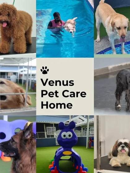I offer a complete world of care for your furry family. This includes professional grooming, fun swimming sessions, safe boarding facilities, and an exciting play area for daycare. Every service is given with love.