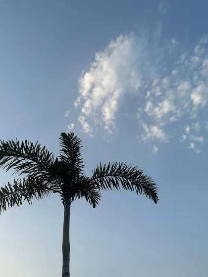 A palm tree against a clear blue sky. The natural elements and open space are perfect for outdoor photoshoots.
