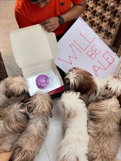 A group of adorable Shih Tzus asking to be our Valentine! They're gathered around a special "I Woof You" mini cake.