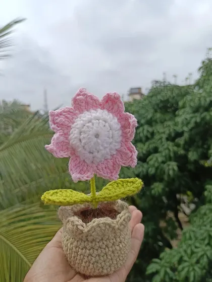 A potted daisy with light pink and white petals, a soft and pretty color combination.