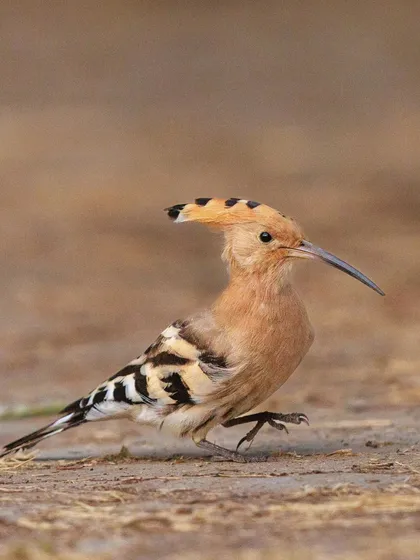 A Hoopoe captured mid-stride, showcasing its unique and charismatic appearance.