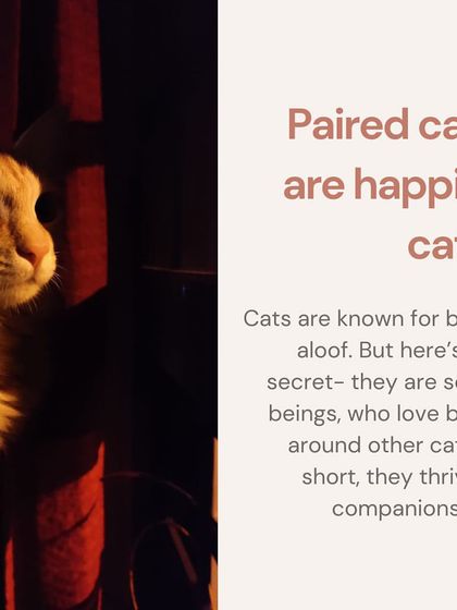 Paired cats are happier cats! They are social beings who thrive in companionship, which is why I always encourage adopting two together.