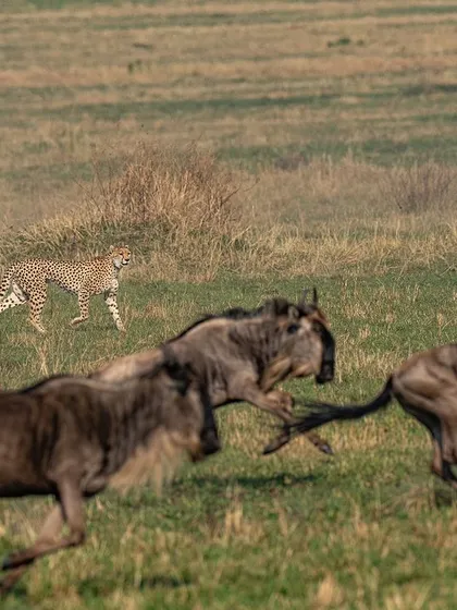 The chase is on. The speed of the wildebeest is no match for the cheetah, but their sheer numbers offer confusion and a chance for escape. This frame captures that dynamic.