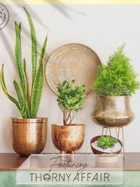 Pots & Planters