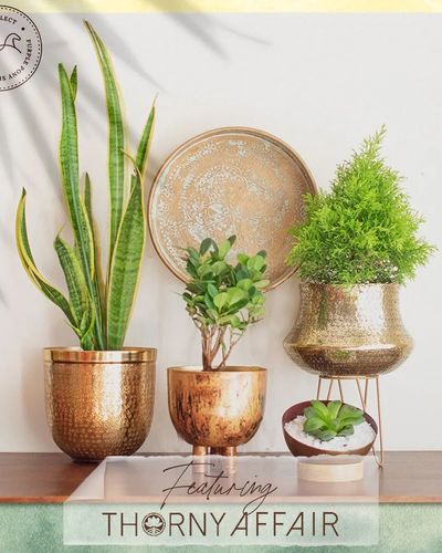 Pots & Planters