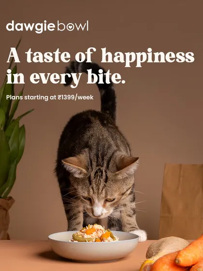 A taste of happiness in every bite is my promise to you and your cat. Our high-quality pet food is a delicious treat that your furry friend deserves, made with only the best ingredients.