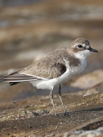 A Tibetan Sand Plover on the rocks. These small waders are common migrants to Singapore, and their subtle, sandy-colored plumage provides excellent camouflage on the shoreline.