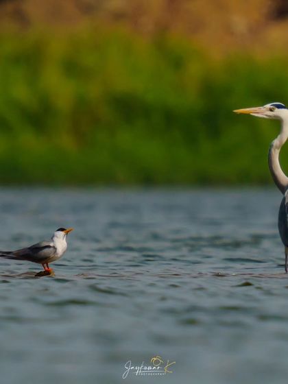 A study in scale, as a small River Tern stands beside a much larger Grey Heron in the water. This image shows the diversity of life in a single habitat.