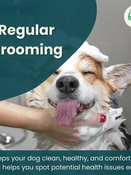 This happy face says it all. A regular bath is essential for your dog's health and comfort. We use pet-friendly shampoos and give gentle scrubs to make bath time a pleasant and soothing experience, not a stressful one.