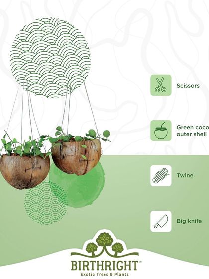 Create a beautiful hanging planter using a green coconut shell and some twine. It's a natural, rustic way to display your trailing plants.