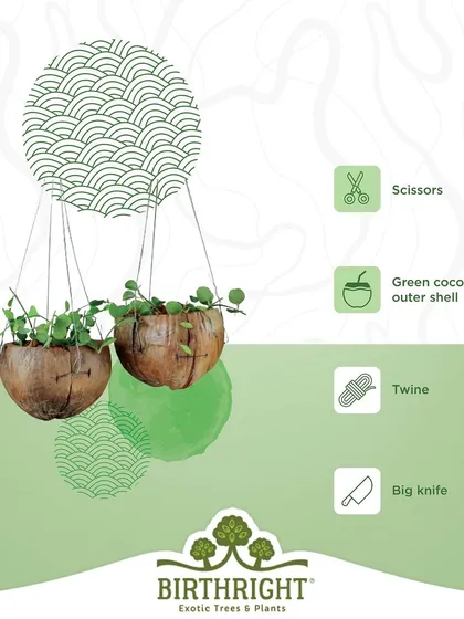 Create a beautiful hanging planter using a green coconut shell and some twine. It's a natural, rustic way to display your trailing plants.