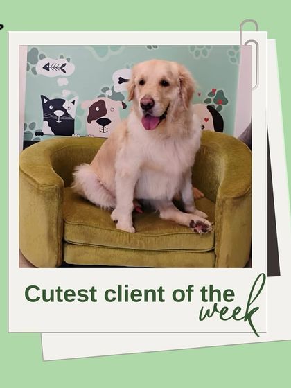 Tails of the City - Pet Grooming Our Happy Doggos photo 18