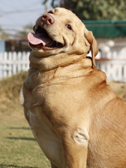 This handsome Labrador is all smiles, ready for the "Furry Fashion Fiesta". Our events are open to all friendly pets.